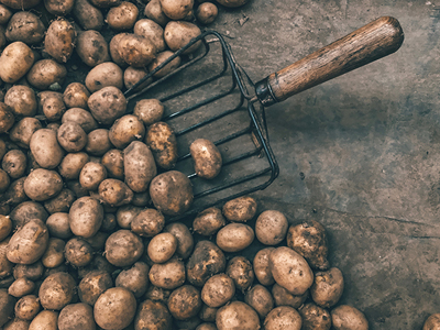 Potatisskopa som används för att samla potatis | Coor